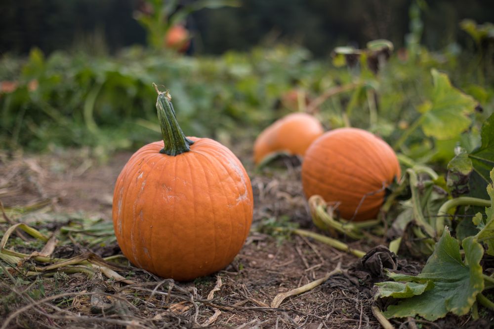 Pumpkins at Butler’s Orchard