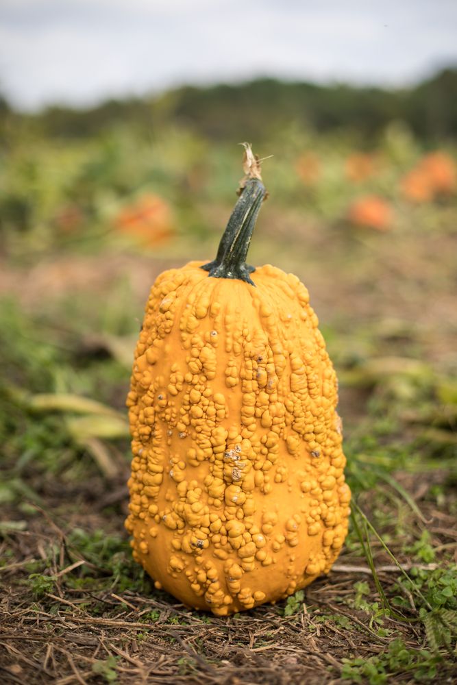 A large pumpkin at Butler’s Orchard