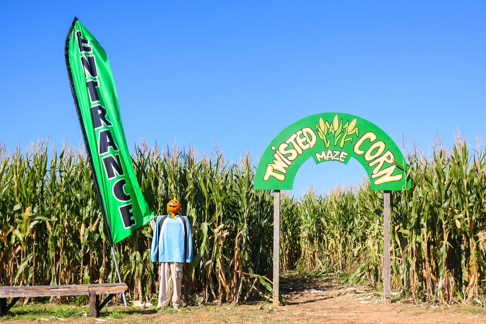 Twisted corn maze at Butler’s Orchard