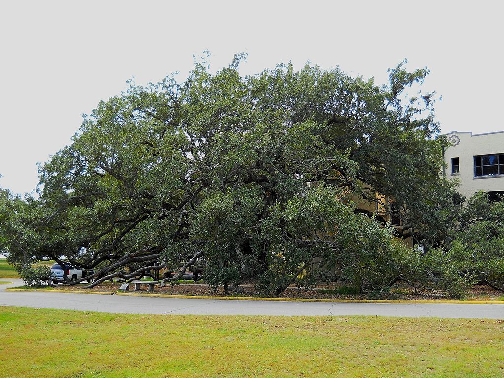 Daytime view of the Friendship Oak Tree