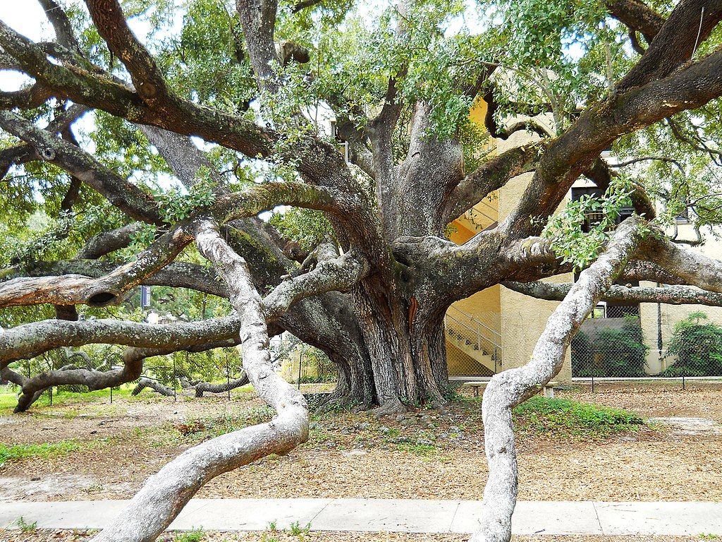 Large branches of Friendship Oak Tree