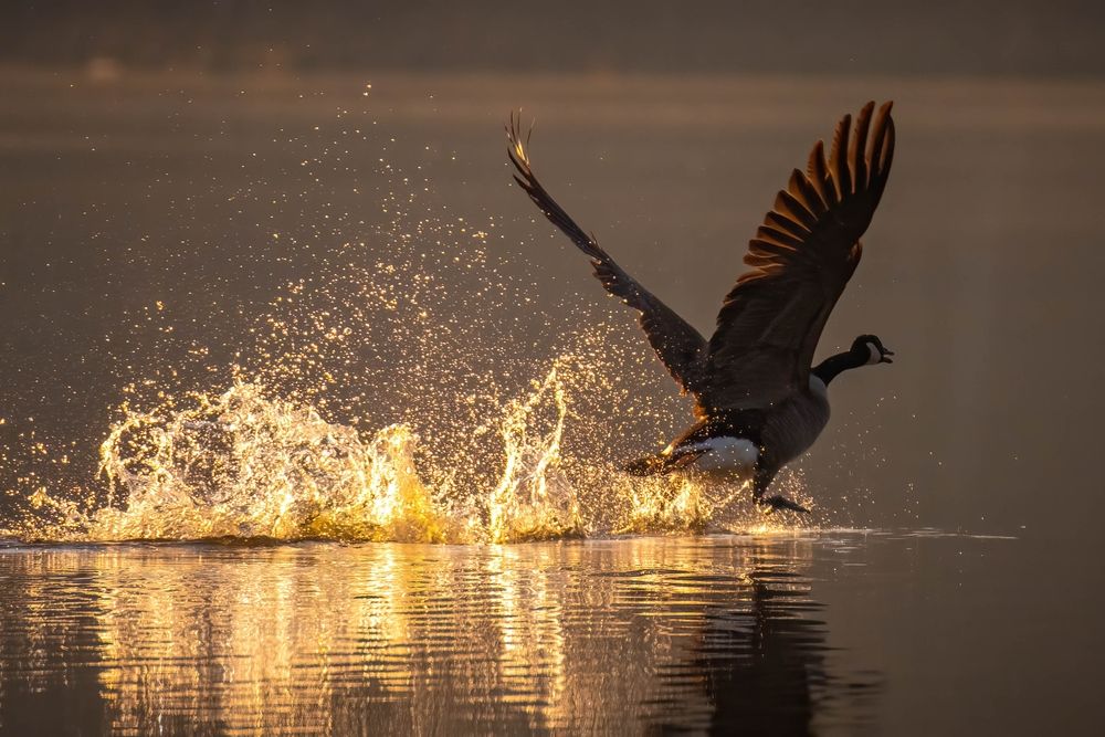 A goose swimming at Lake Benson Park