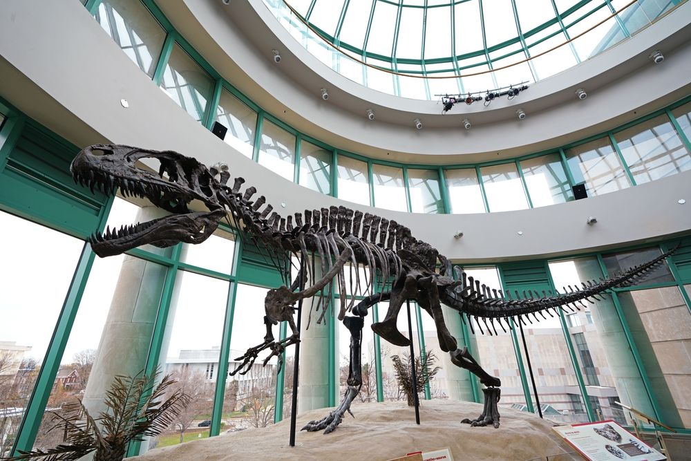 Dinosaur skeleton display in the North Carolina Museum of Natural Sciences