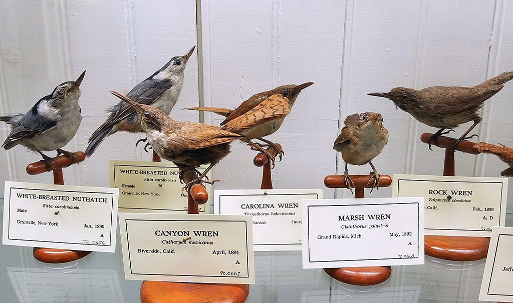 Bird exhibit in Pember Library and Museum of Natural History