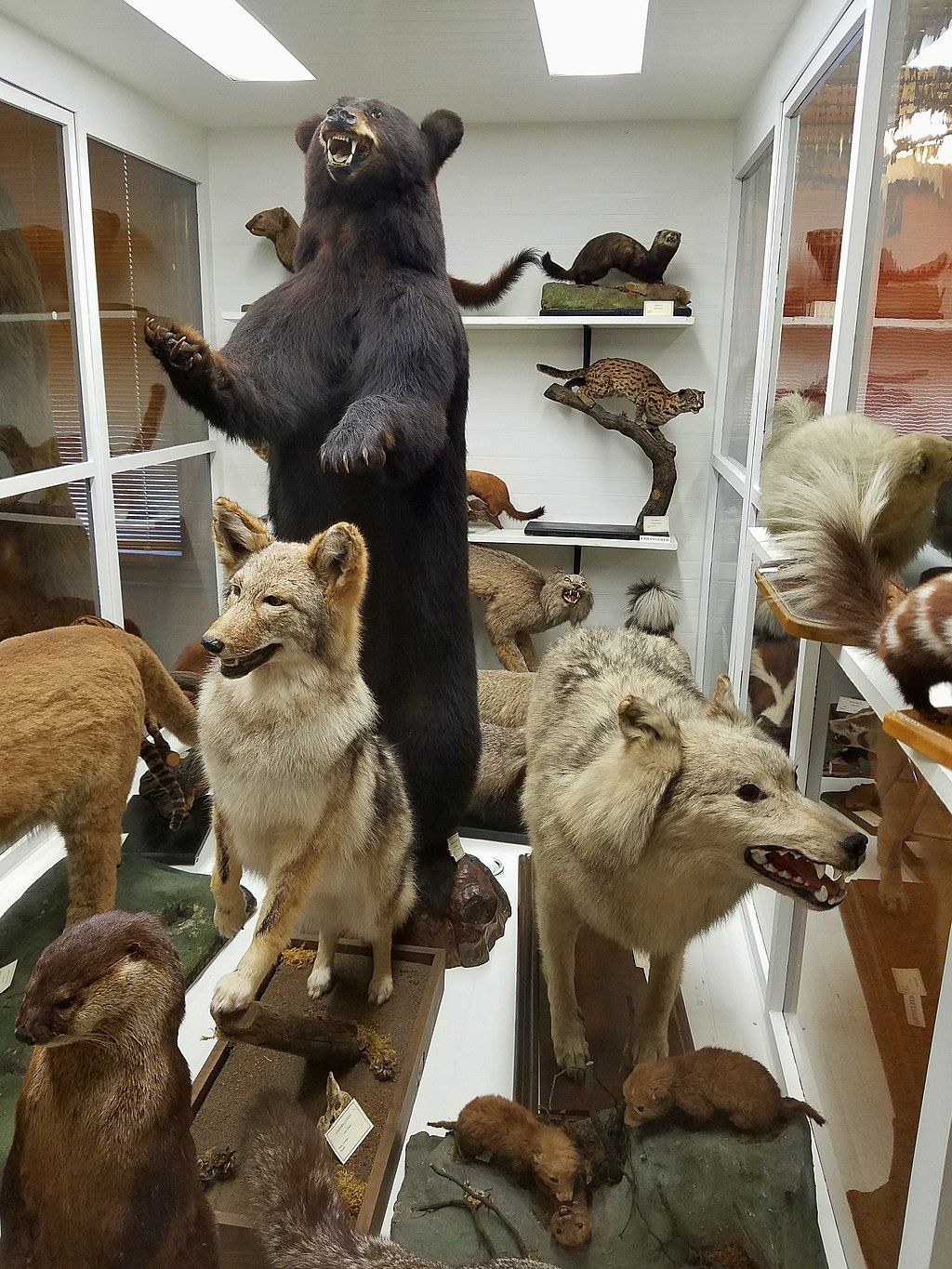 Animal exhibit in Pember Library and Museum of Natural History