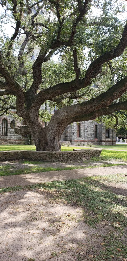 View of the Hanging Tree