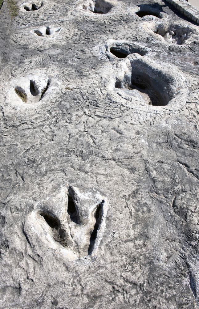 Dinosaur footprints at Dinosaur Valley State Park
