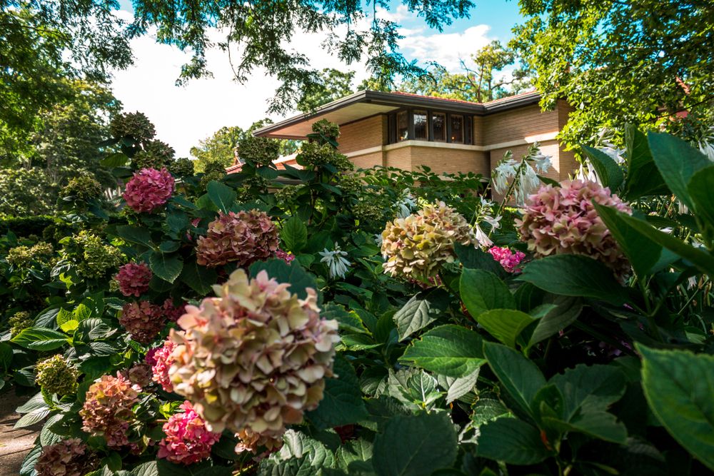 Beautiful flora at Meyer May House