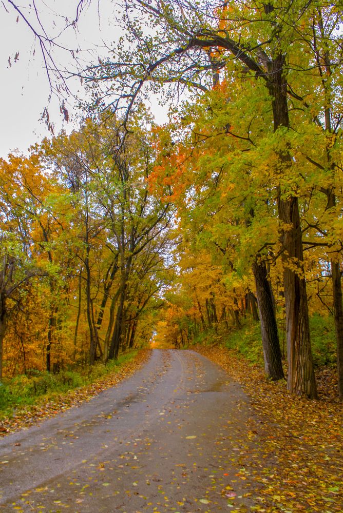 Autumn colored trees with the leaves falling along the way of Pere Marquette state park.