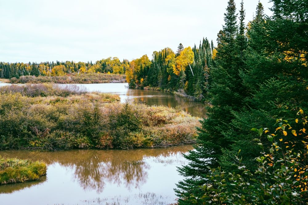 Lush trees at Grand Portage State Forest