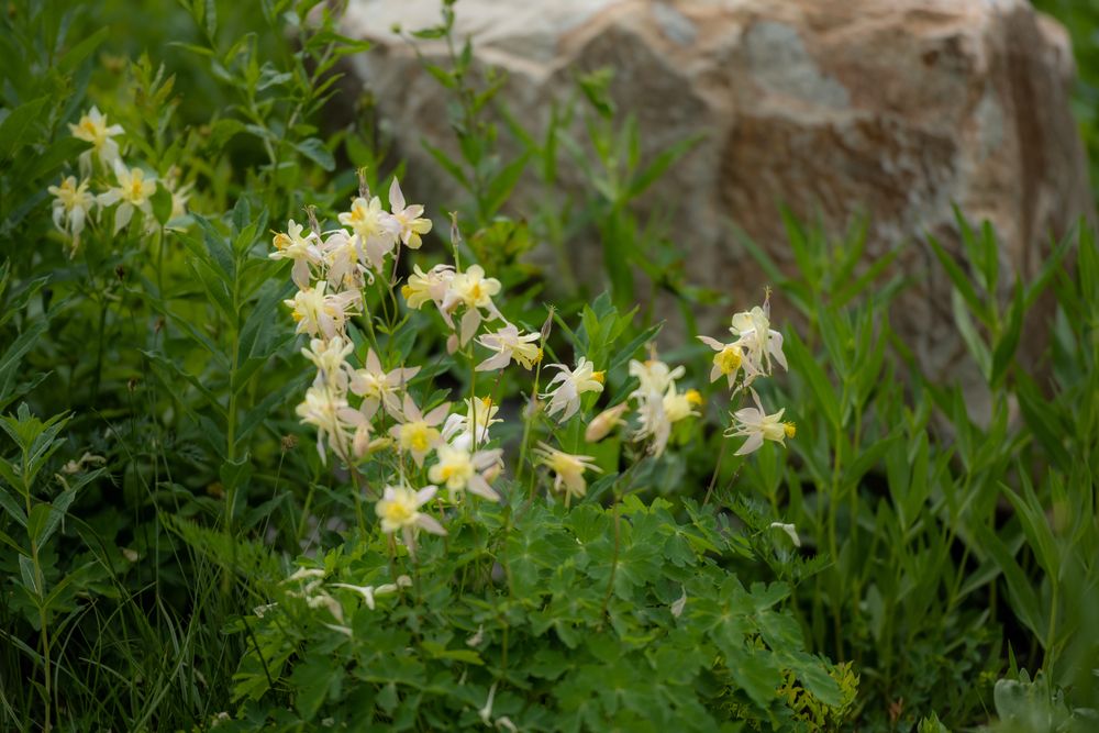 Wildflowers at Cascade Canyon