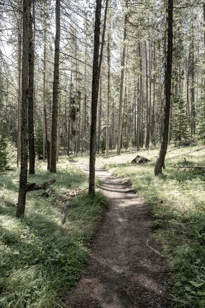 Jenny Lake Trail lined with trees
