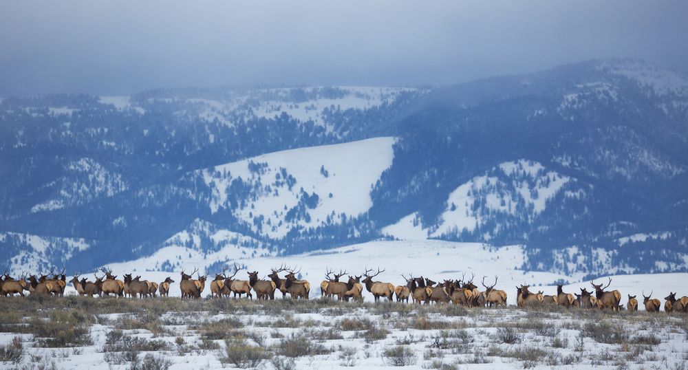 Elk herd at National Elk Refuge