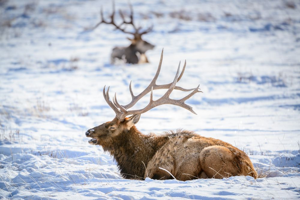 A male elk at National Elk Refuge