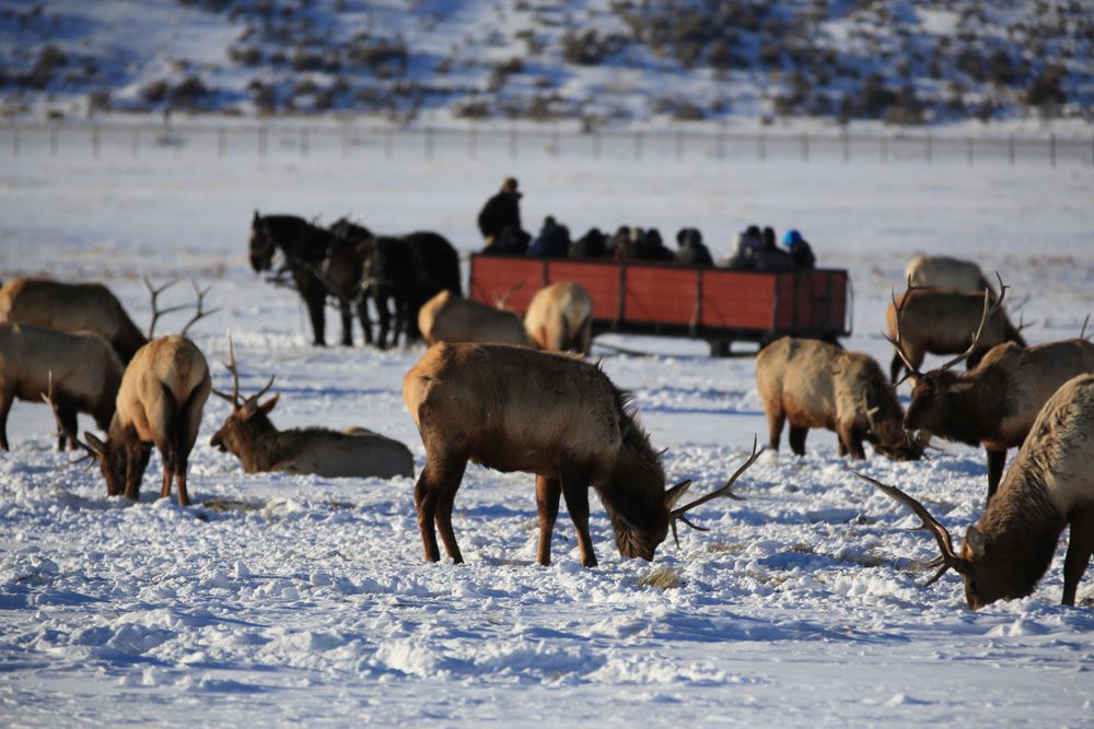 Herd of elk standing on snow at National Elk Refuge