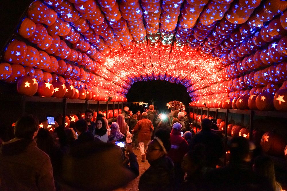 Lights in Great Jack O’Lantern Blaze