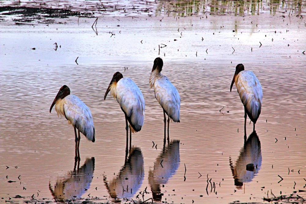 Birds at Huntington Beach State Park