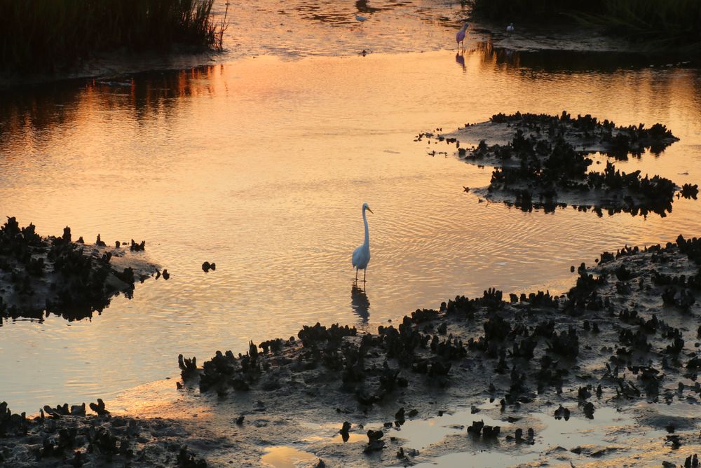 Birds at Huntington Beach State Park