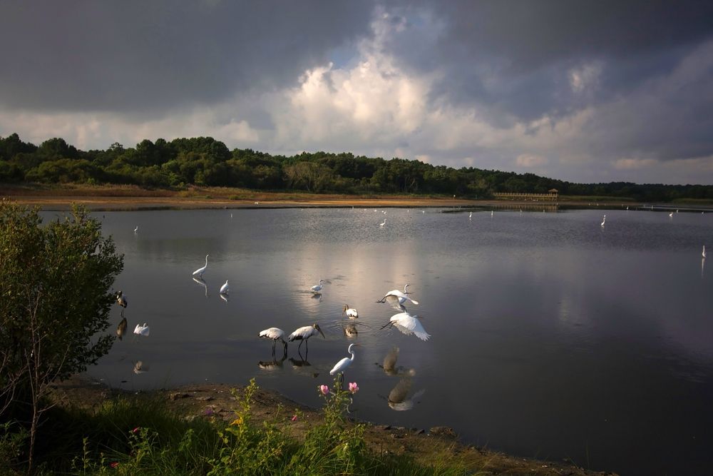 Birds at Huntington Beach State Park