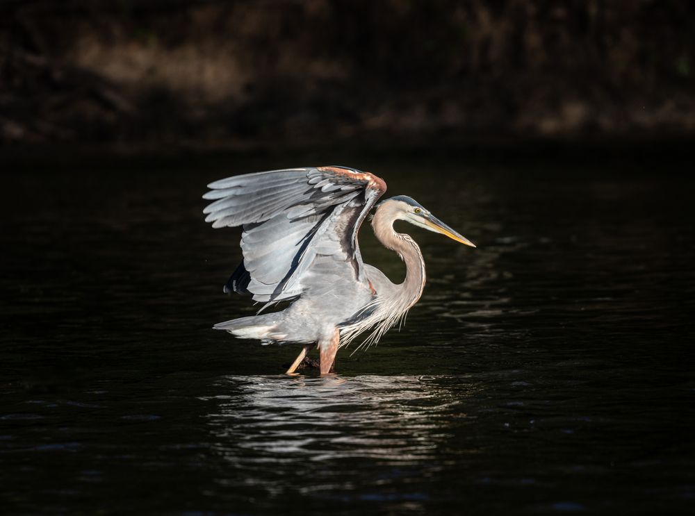 A Bird at Noxubee National Wildlife Refuge