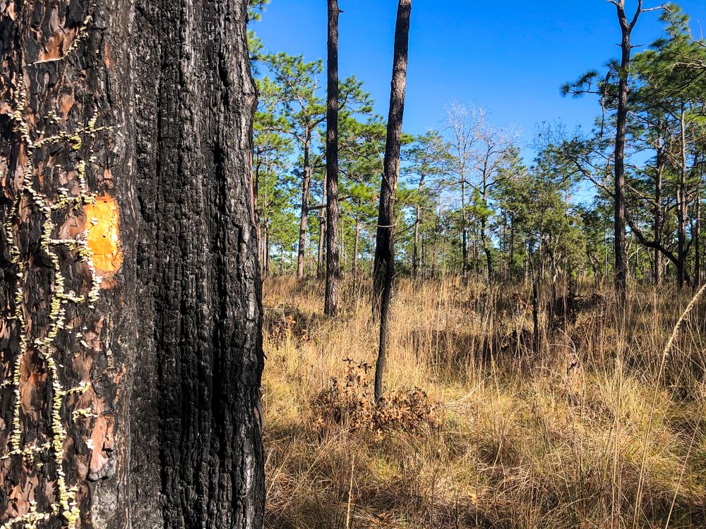 Nature scene at Withlacoochee State Forest