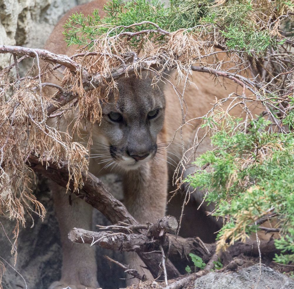 A mountain lion in Bay Beach Wildlife Sanctuary
