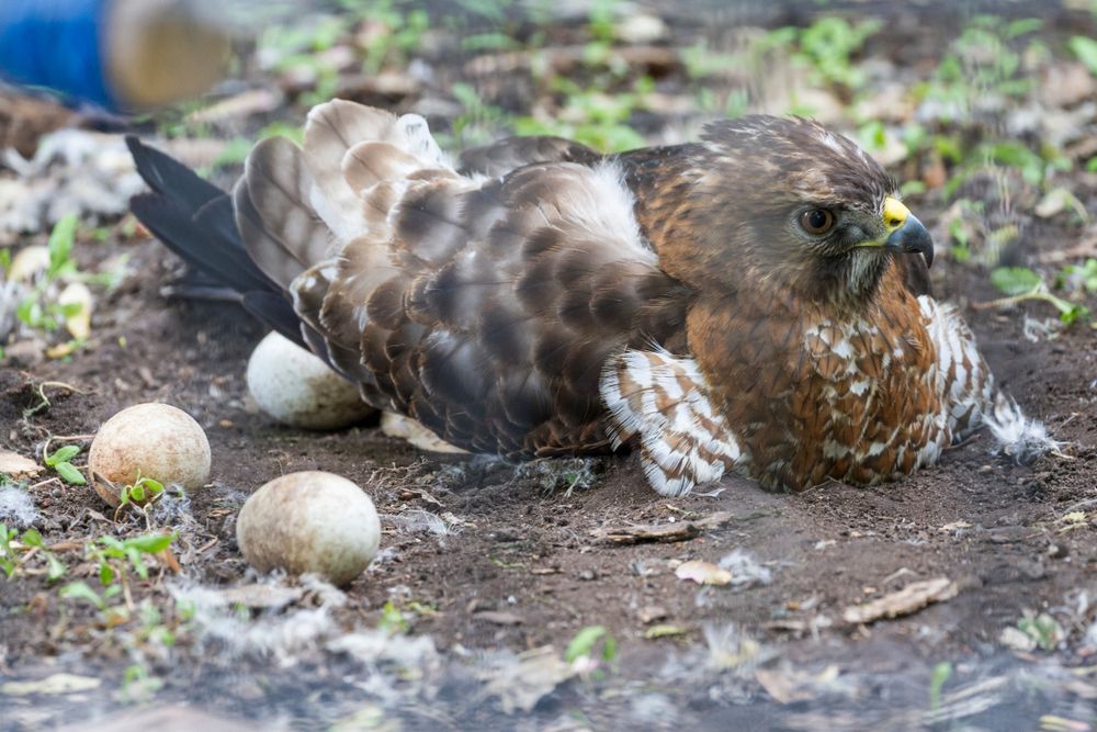 A hawk at the Bay Beach Wildlife Sanctuary