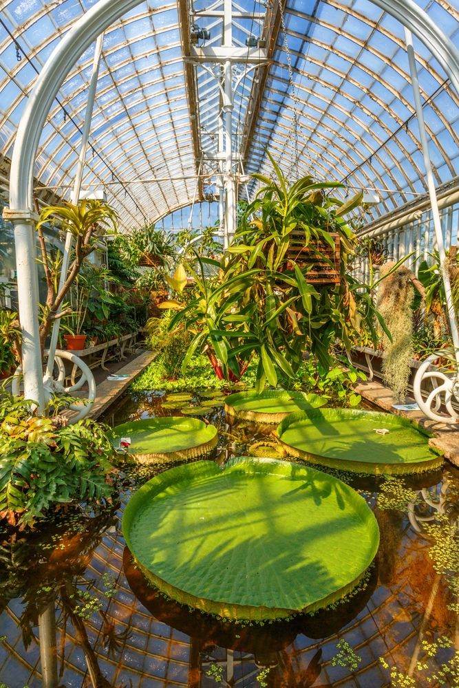 Interior of Garden Society of Gothenburg's greenhouse