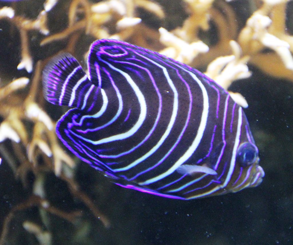 A type of fish in Universeum's aquarium