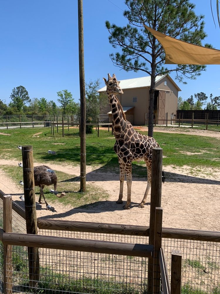 A giraffe and an ostrich at Alabama Gulf Coast Zoo