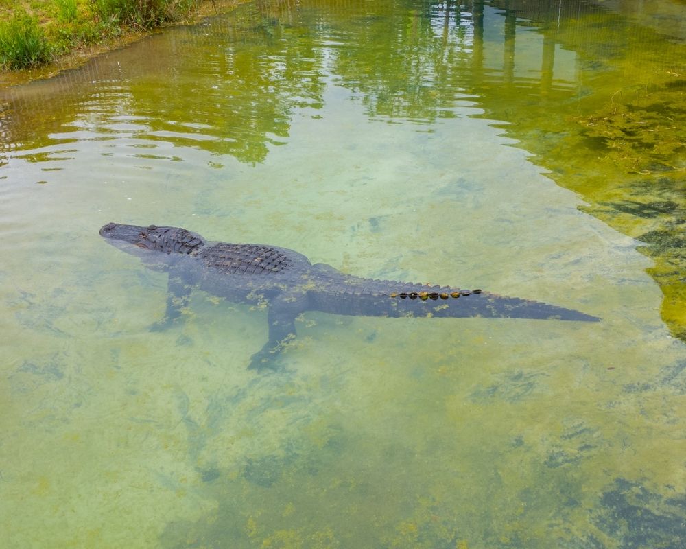 An alligator at Alabama Gulf Coast Zoo