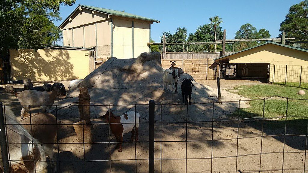 Goats at Alabama Gulf Coast Zoo
