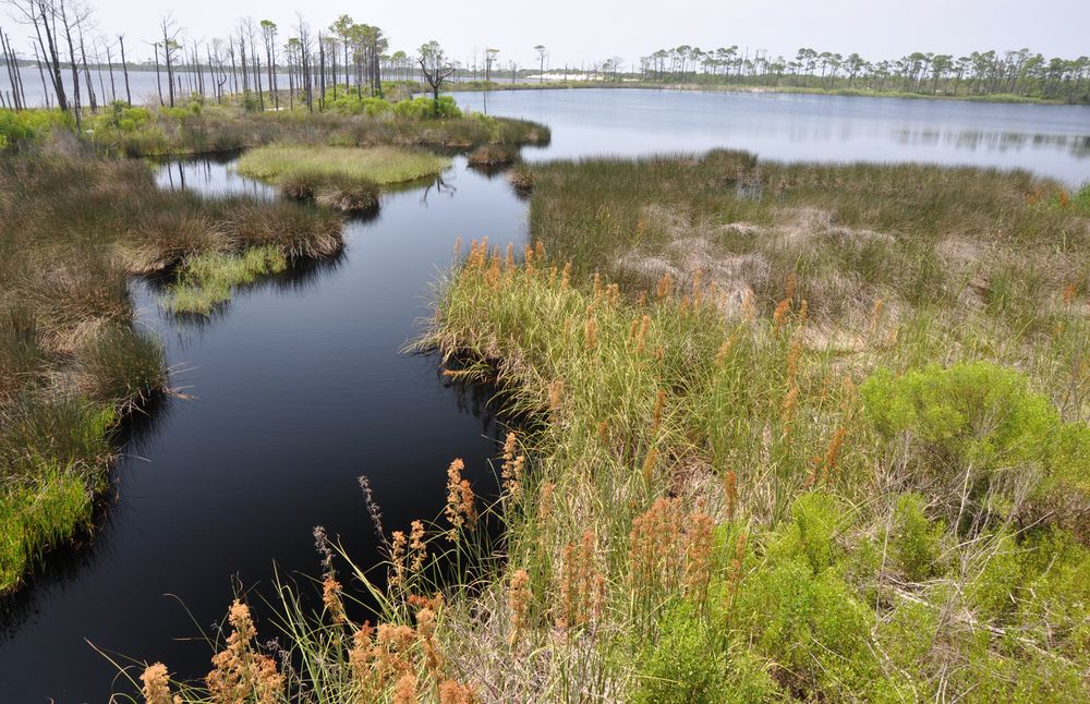 Marsh at Bon Secour National Wildlife Refuge