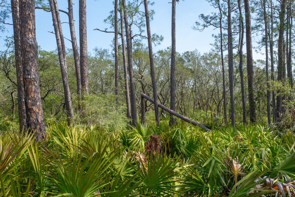 Forest trail of Bon Secour National Wildlife Refuge