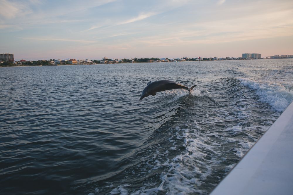 A dolphin jumping midair on Orange Beach waters