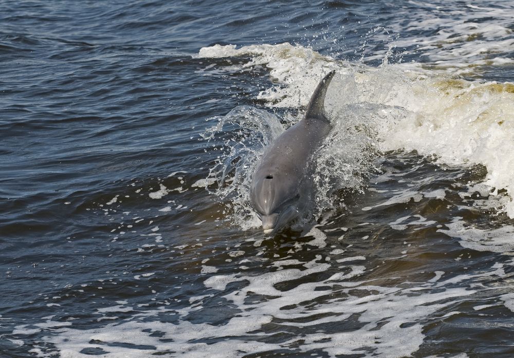 A dolphin at Orange Beach