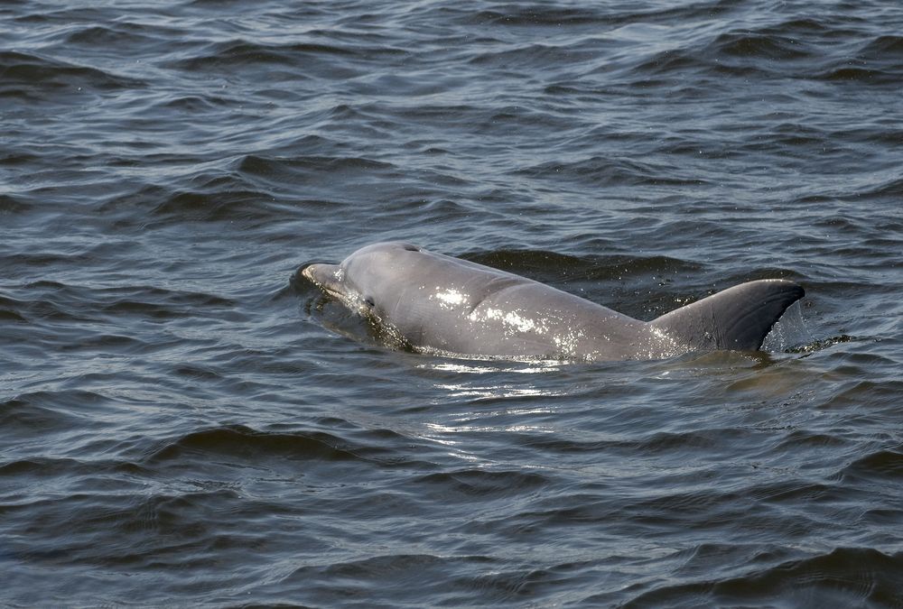 A dolphin swimming