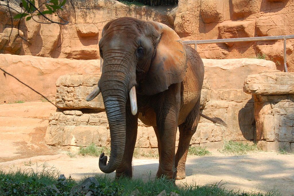Elephant at Greenville Zoo
