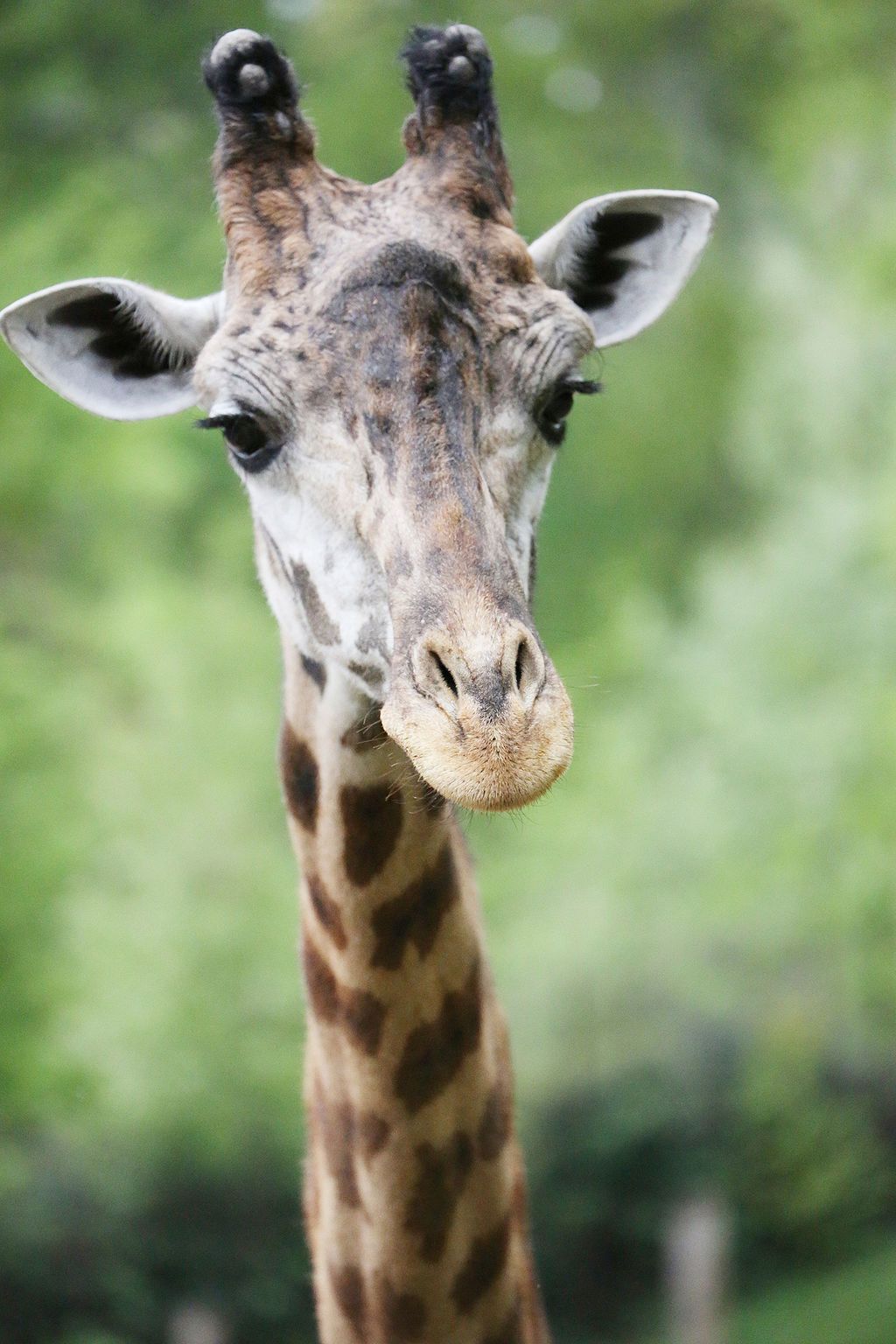 Giraffe at Greenville Zoo