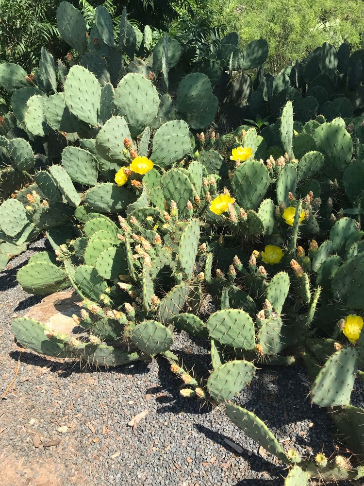 Cacti at South Carolina Botanical Garden