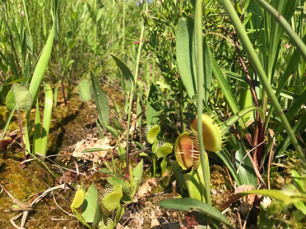 Venus flytraps at South Carolina Botanical Garden