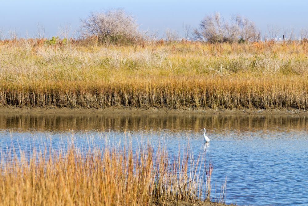 Wetlands at Galveston Island State Park