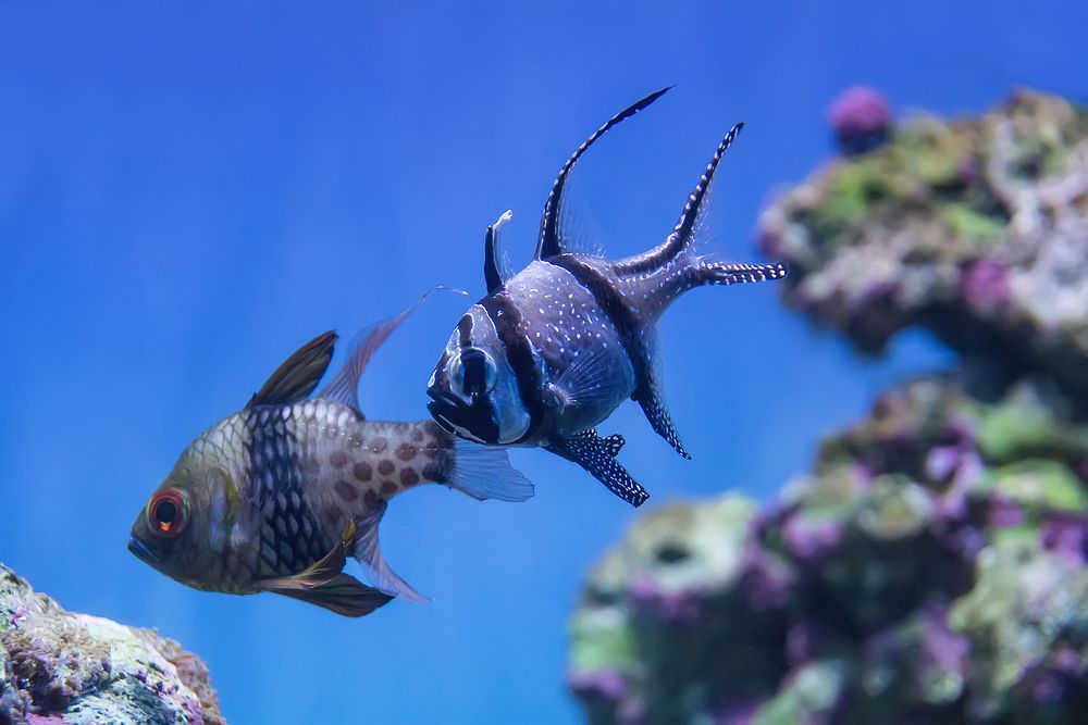 Fish at Moody Gardens