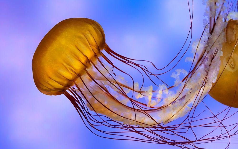 Sea nettle at Moody Gardens