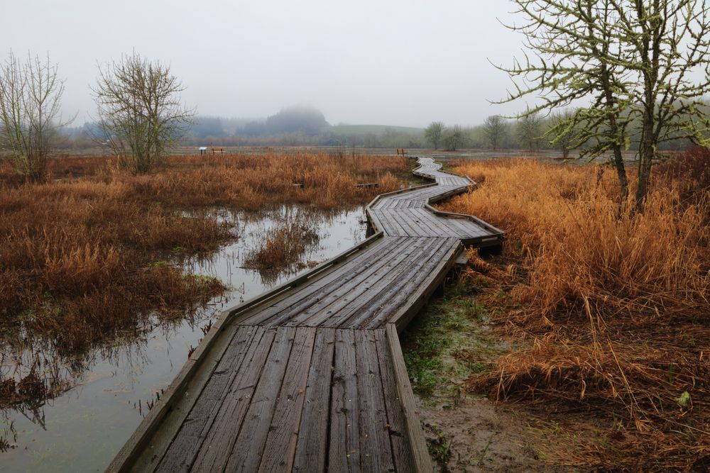 Scenic View of Jackson-Frazier Wetland