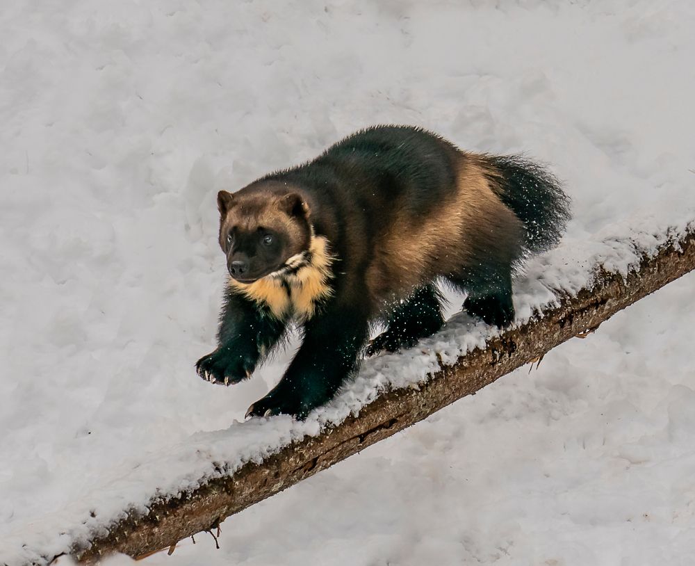 A wolverine in Kroschel Wildlife Center