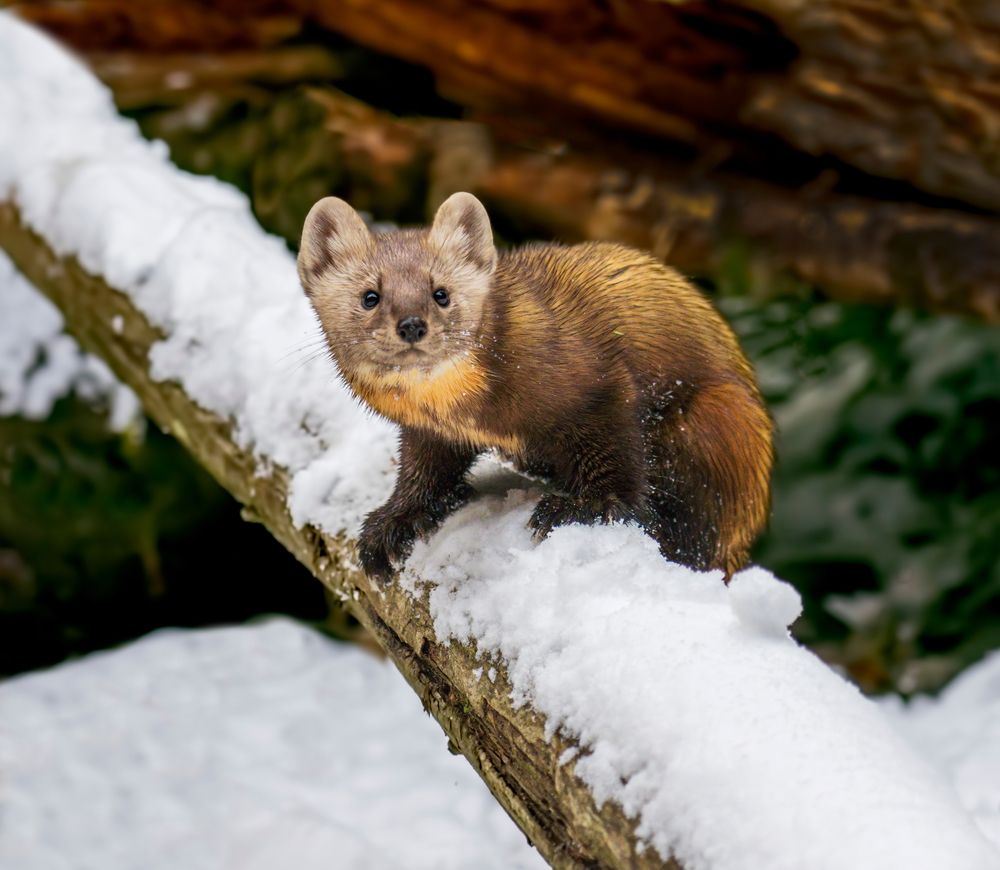 Pine marten in Kroschel Wildlife Center