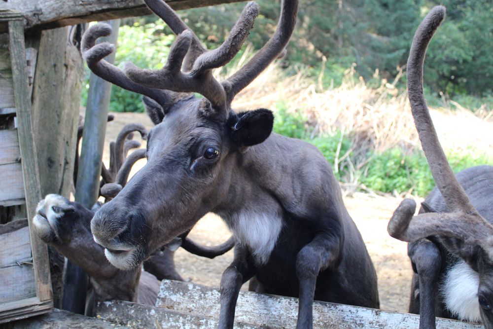 Reindeers in Kroschel Wildlife Center