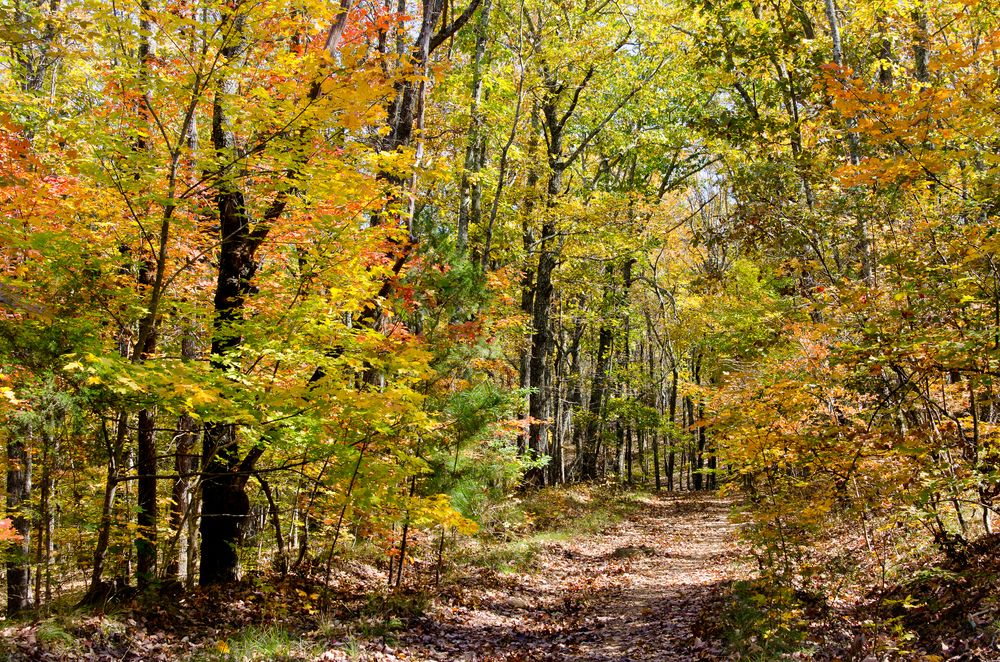 Nature trail of Oak Mountain State Park