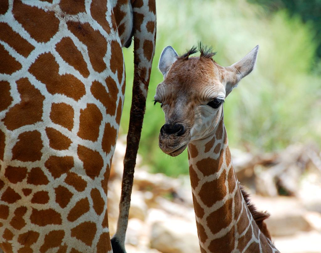 Giraffes at The Birmingham Zoo